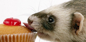 Ferret-Cupcake-P-ferrets-13819042-600-450