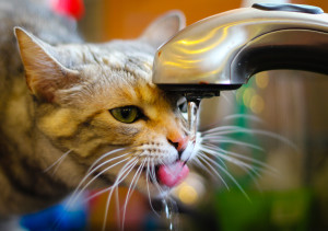 kočka pije z vodovodu