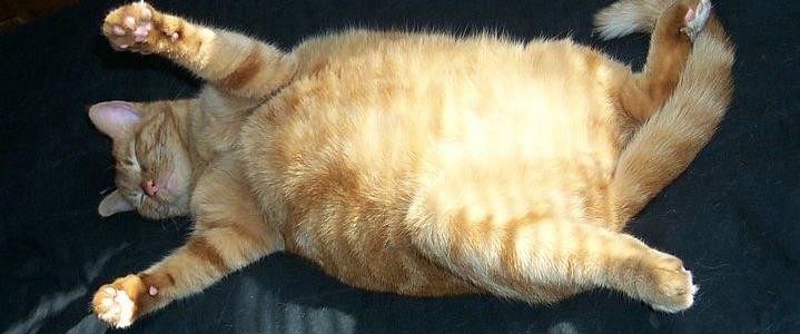 obézní kočka