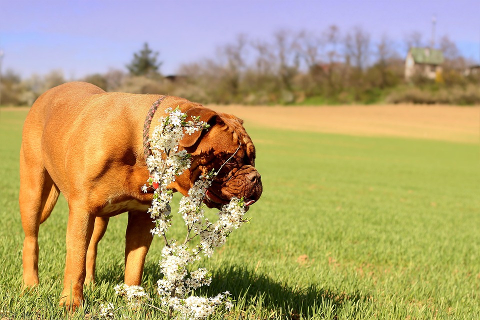 Pes okusuje travu