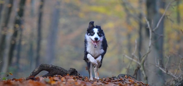 pes na podzim v lese