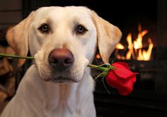 pes růže